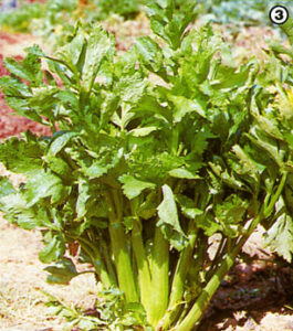 Favorite Varieties of Vegetables and Flowers Image